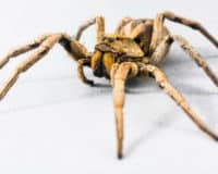 N&rsquo;écrasez jamais une grosse araignée ! Voici pourquoi