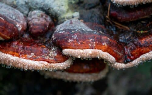 Ce champignon qui « vous mange de l’intérieur » menace l’humanité, The Last of Us en vrai