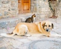 Chats et chiens : pendant la canicule, voici comment protéger nos amis à quatre pattes
