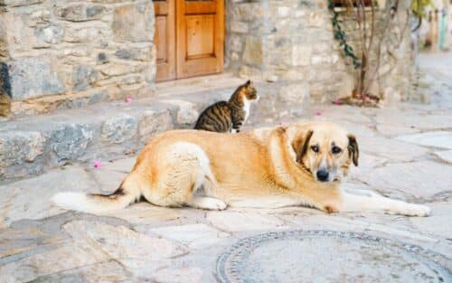Chats et chiens : pendant la canicule, voici comment protéger nos amis à quatre pattes