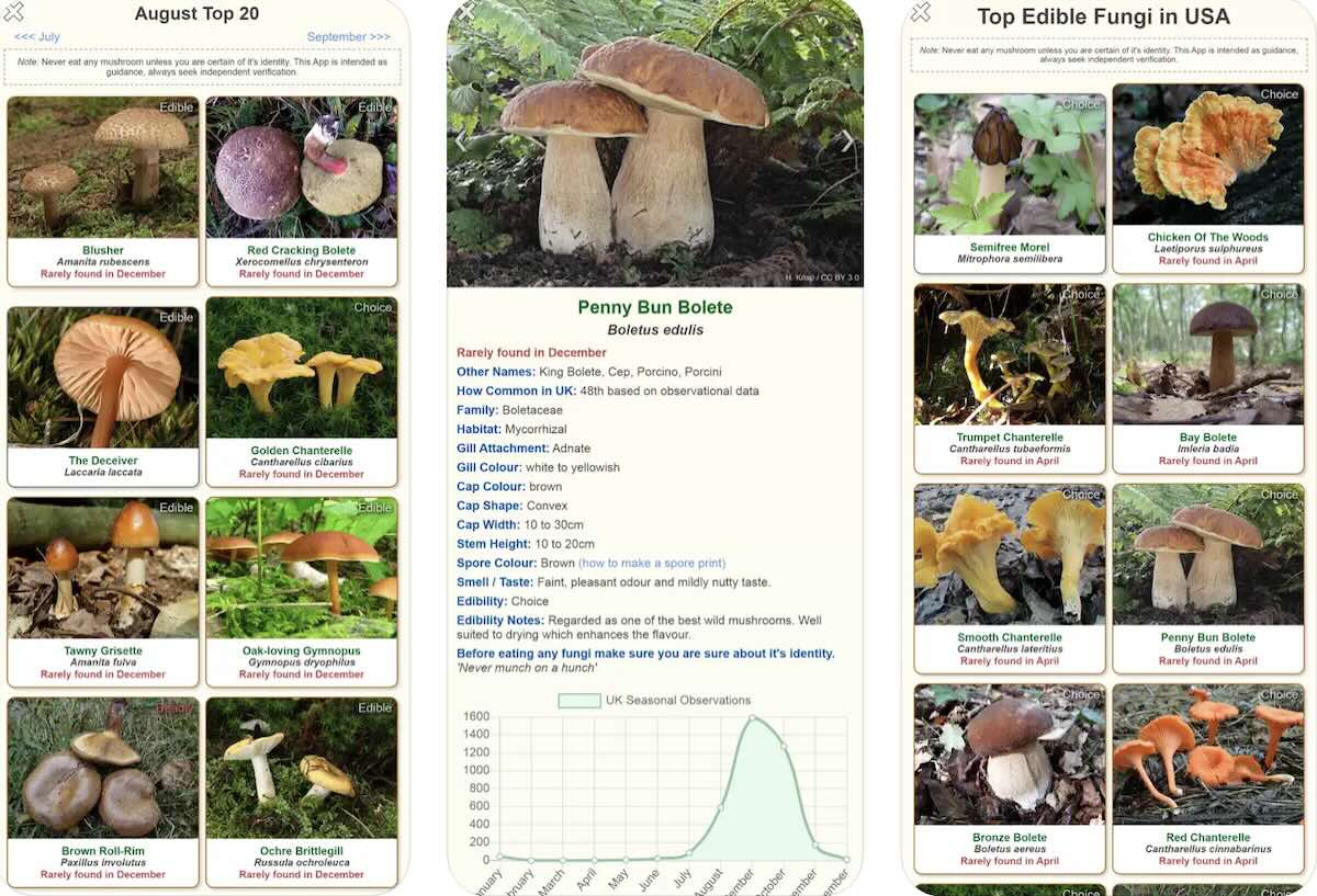 Shroomify 
