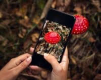 meilleures applications cueillette champignons