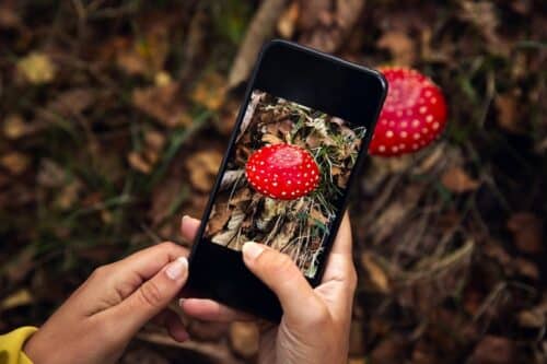 meilleures applications cueillette champignons