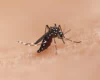Moustique tigre : cette borne connectée promet de protéger 750 m² sans insecticide