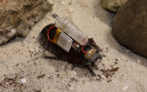 Des cafards cyborgs armés de seringues injectent des médicaments aux victimes de catastrophes
