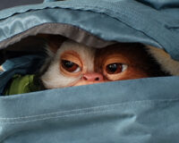 Gremlins 3 : Gizmo est de retour après 40 ans d&rsquo;absence, un trailer et une date de sortie dévoilés