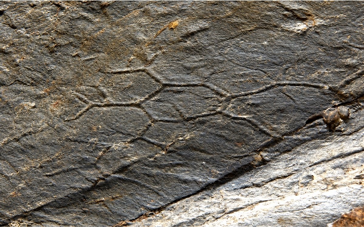 Paleodictyon