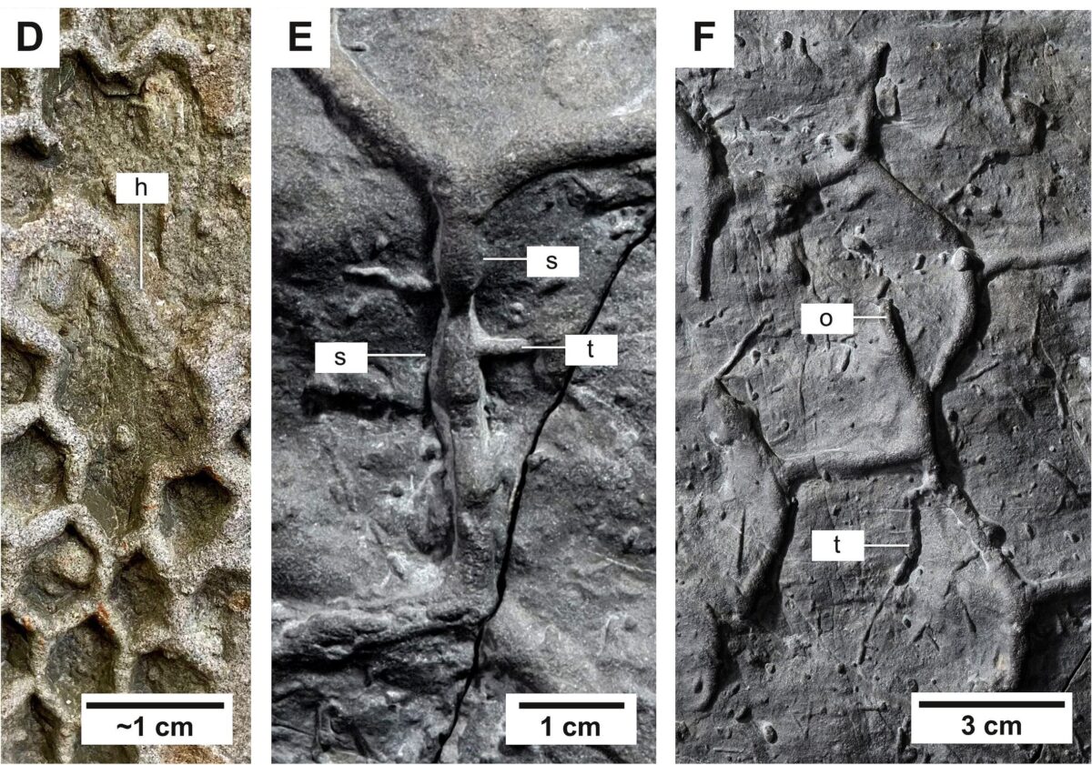 Paleodictyon