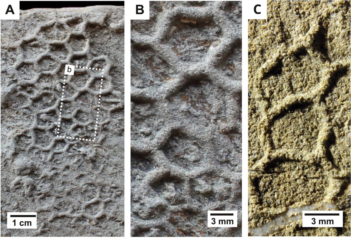 Paleodictyon