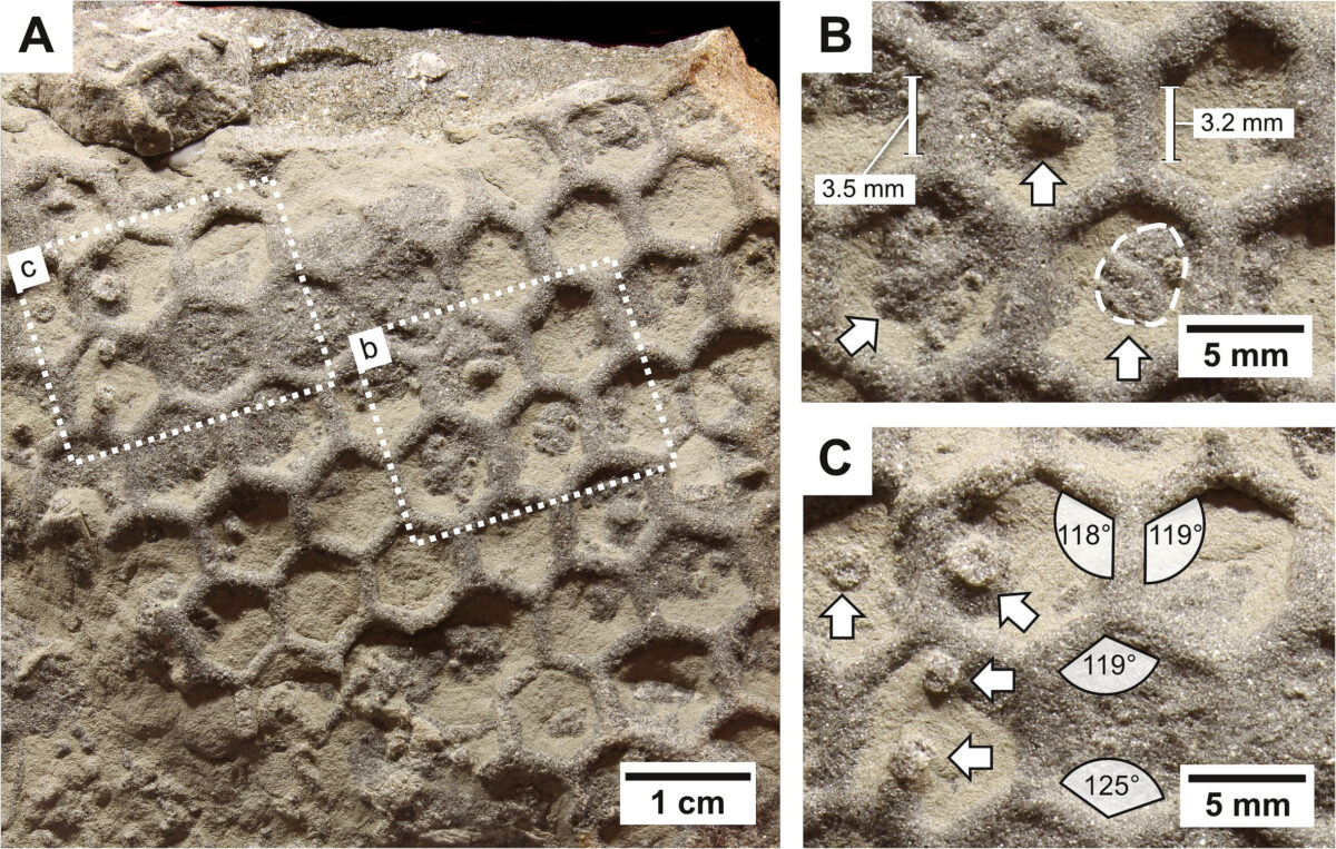 Paleodictyon