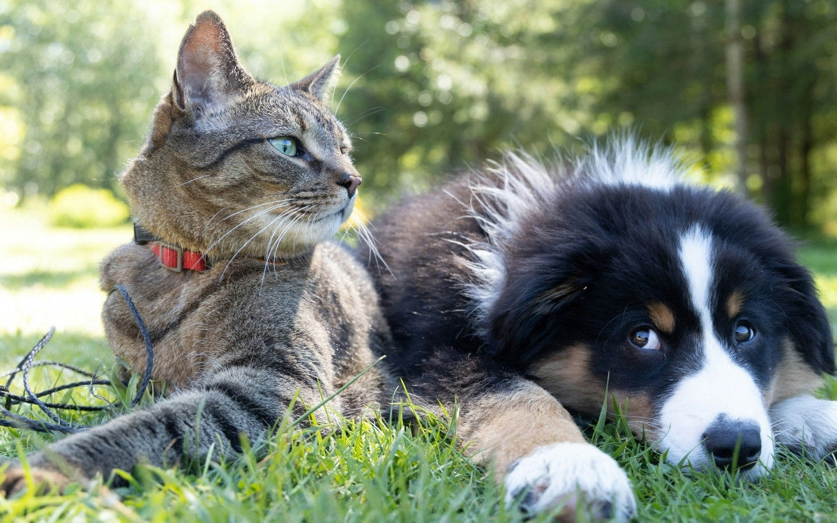 chien chat